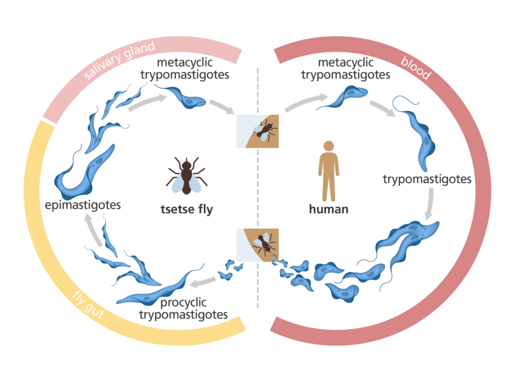 What Is African Sleeping Sickness 5051