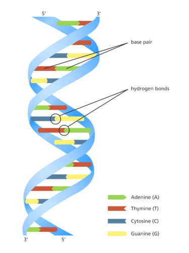 The discovery of DNA: unravelling the double helix