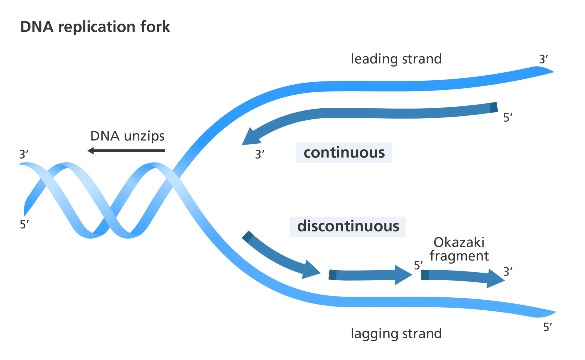 What happens in DNA replication?