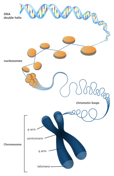 What is a chromosome?