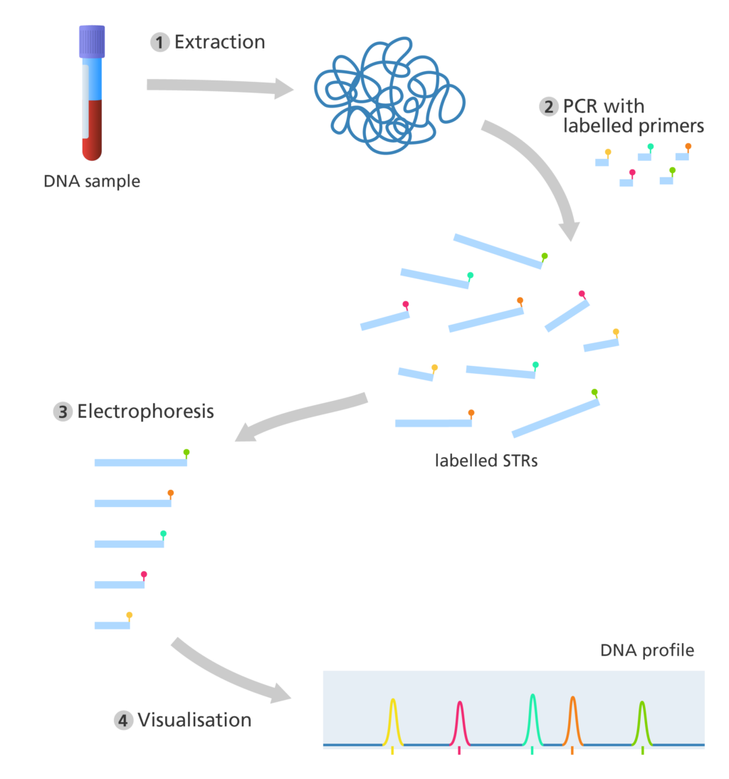 what-is-dna-profiling