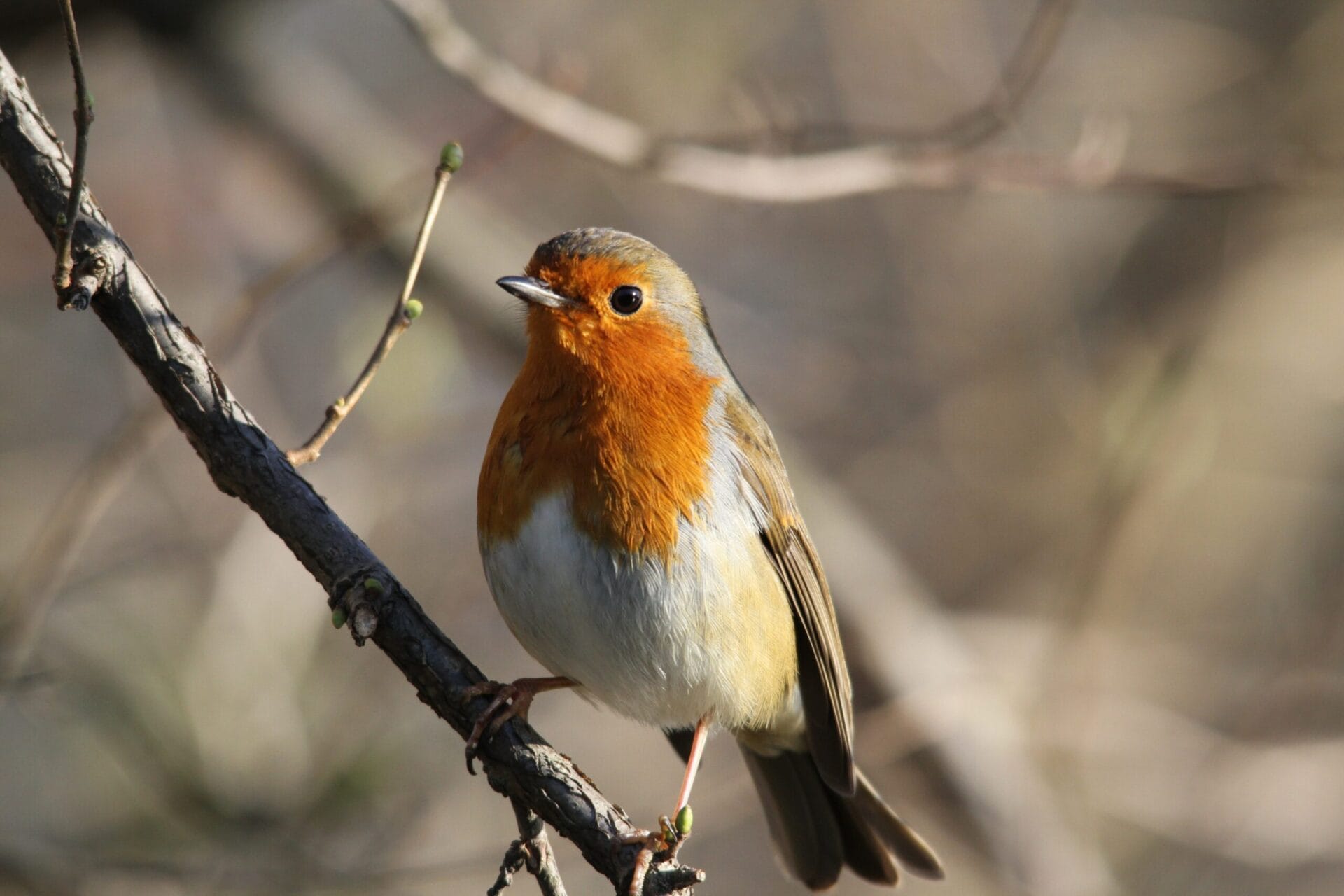 Image of a Robin sat in the sun, on a tree branch.