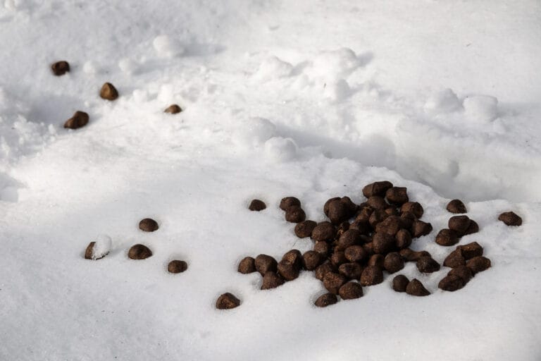 Image of animal droppings in the snow.