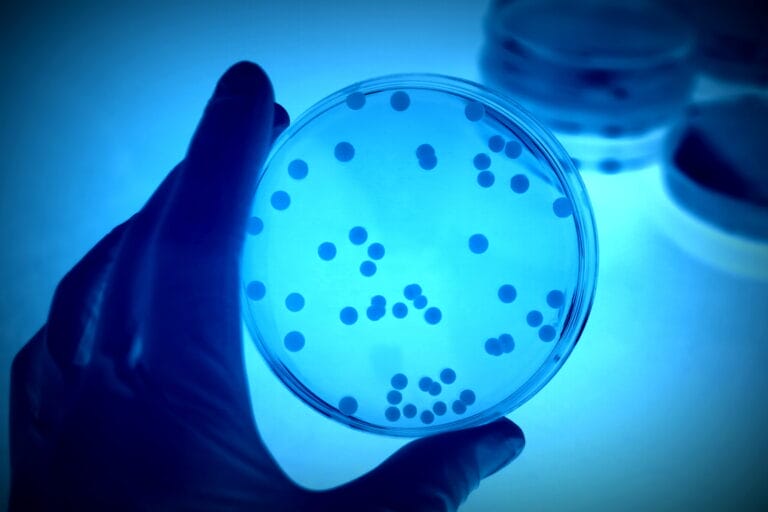 Image of a petri dish with circles of bacteria colonies. Illuminated by a blue light.